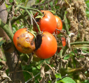 Najczęstsze choroby pomidorów i skuteczne sposoby ich zwalczania