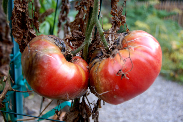 Zwalczanie chorób pomidorów