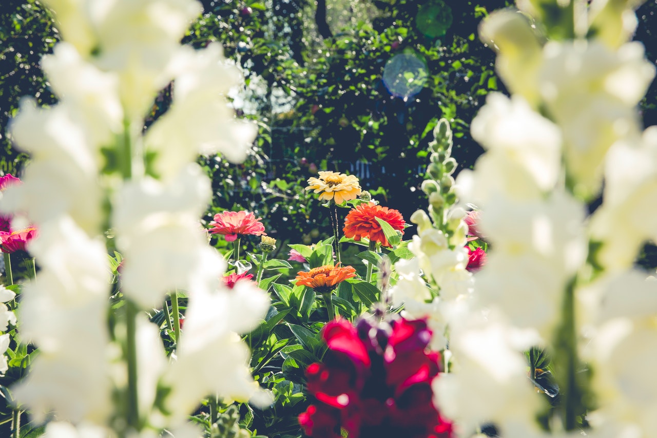 Piękne kwiaty w aranżowanym przydomowym ogrodzie