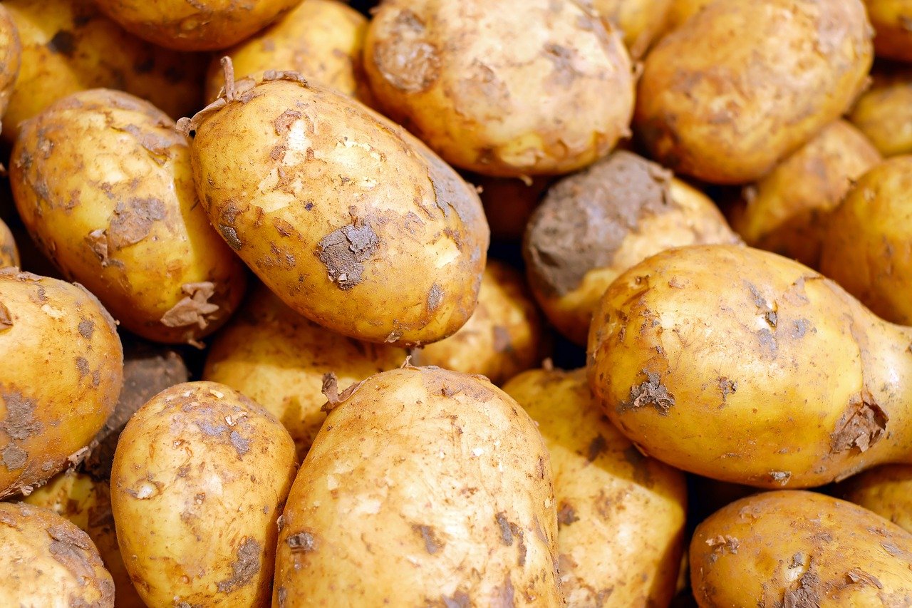 Odmiany ziemniaków w Polsce