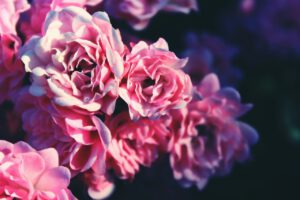 Jak pielęgnować róże na pniu? 5 wartych zastosowania porad