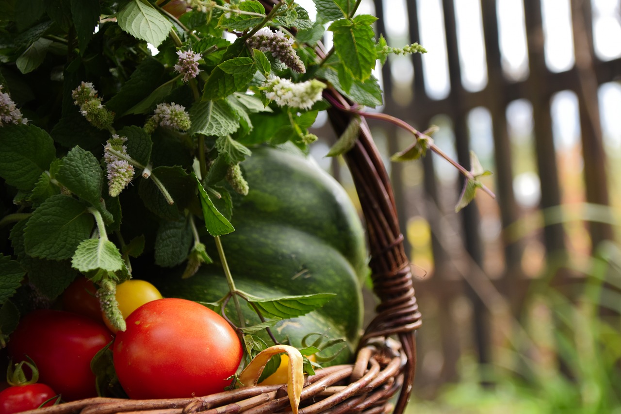 Uprawa pomidorów w ogródku