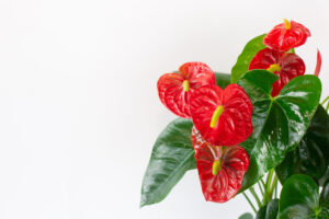 Czerwone kwiaty anthurium