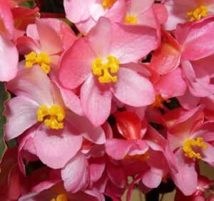 Begonia stale kwitnąca – charakterystyka i warunki uprawy