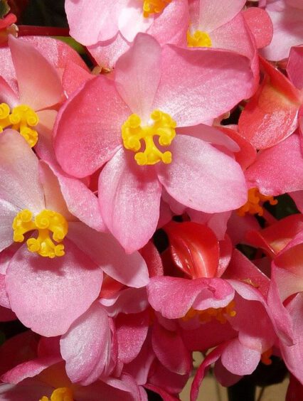 Begonia stale kwitnąca – charakterystyka i warunki uprawy