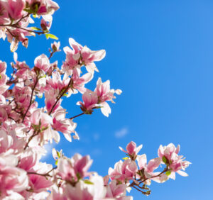 Magnolia – odmiany, wymagania, uprawa