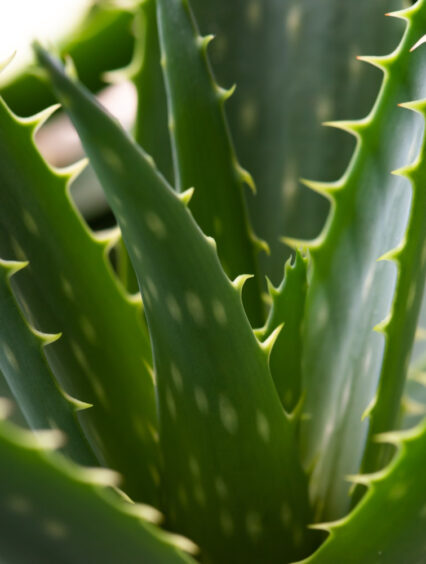 Aloes uzbrojony – właściwości lecznicze, zastosowanie, uprawa