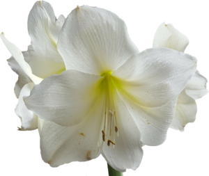 Biały amarylis kwiaty