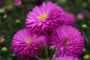 Astry kwiaty – jakie mają wymagania? Sprawdź, jak uprawiać i pielęgnować te rośliny
