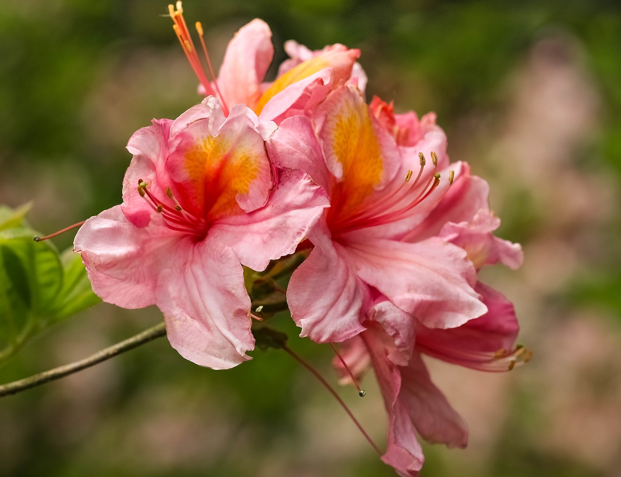 Różowa azalia japońska