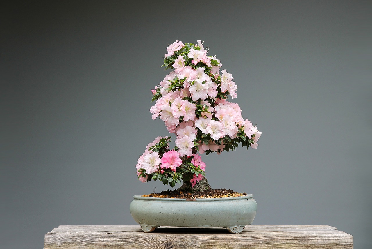 Różowa azalia na pniu bonsai