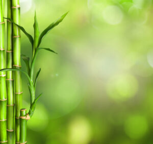 Bambus w doniczce – poznaj jego wymagania i warunki uprawy