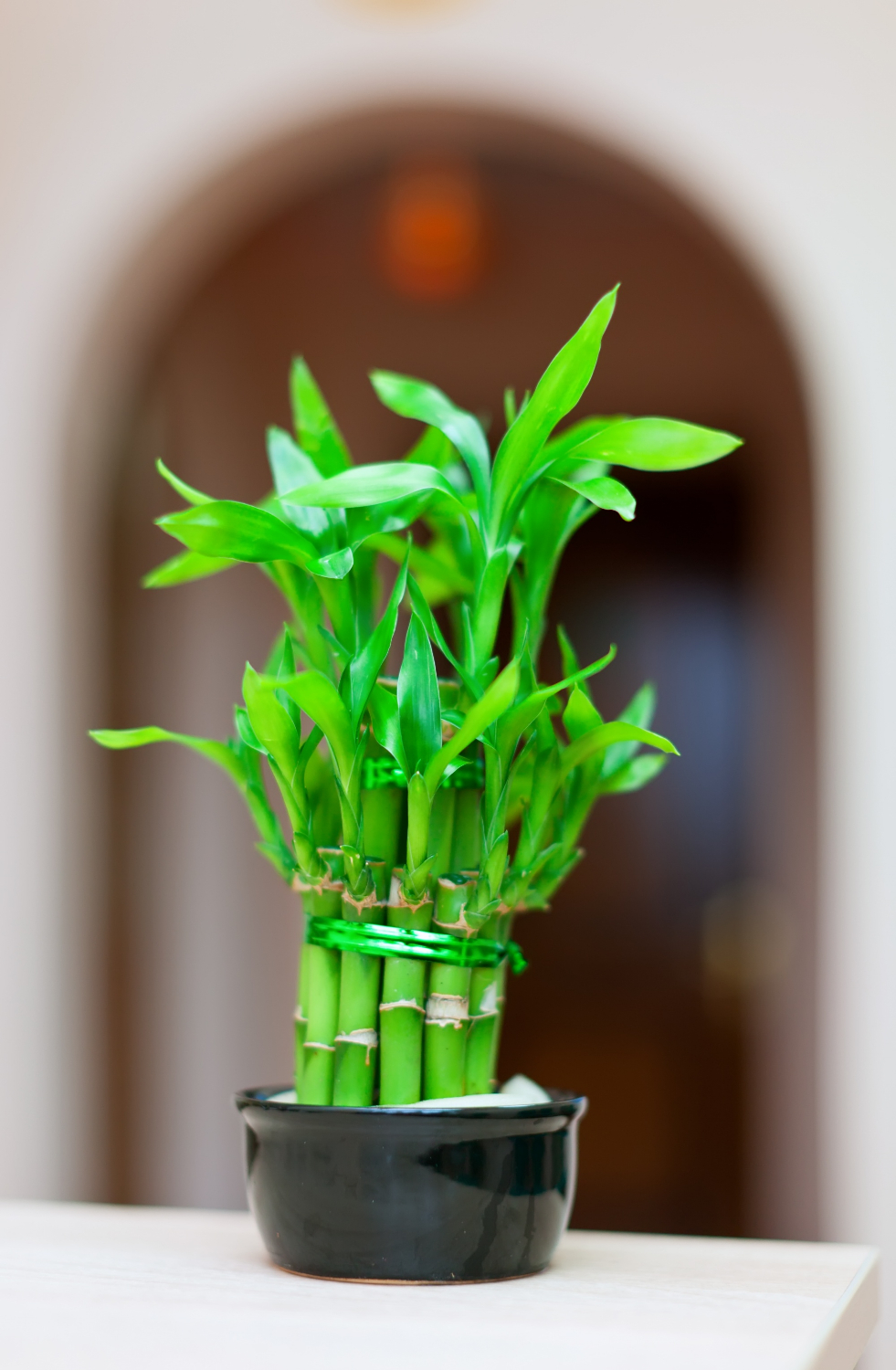 Bambus w doniczce prezentujący się perfekcyjne na stole w jadalni