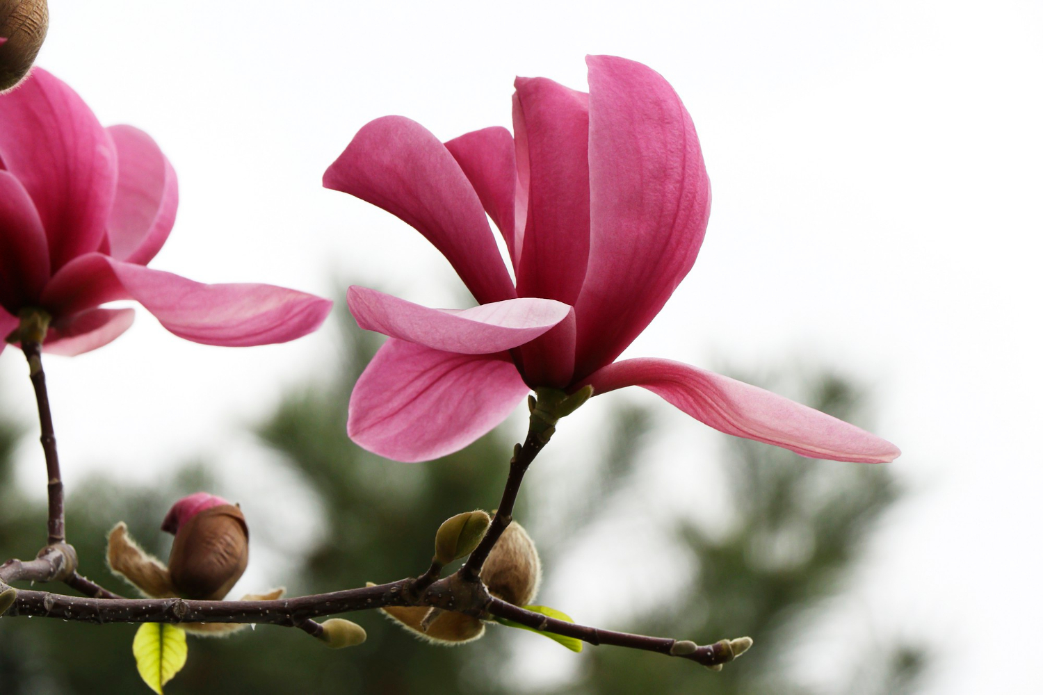 Ceny odmian magnolii