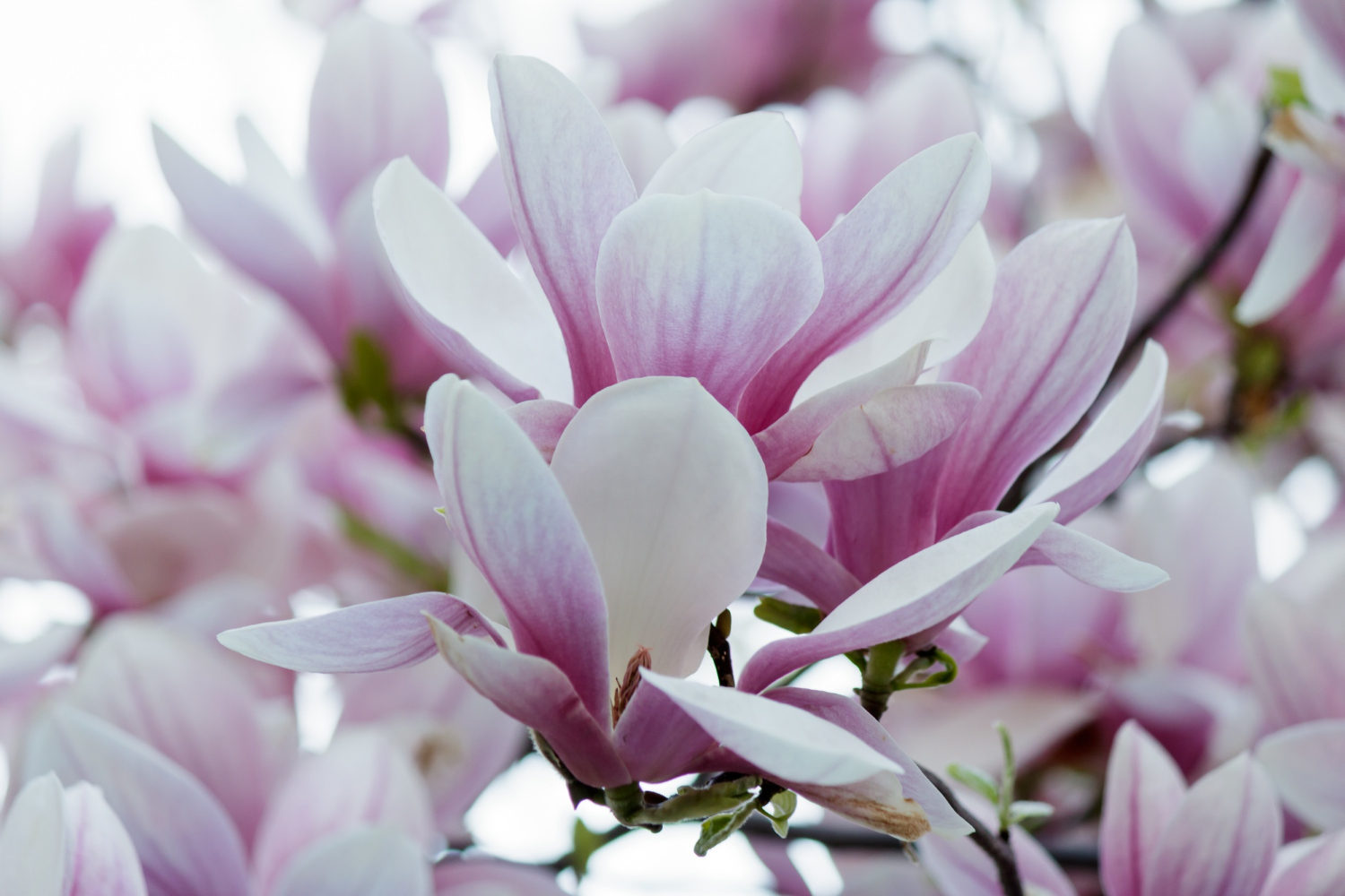 Odmiany magnolii ceny