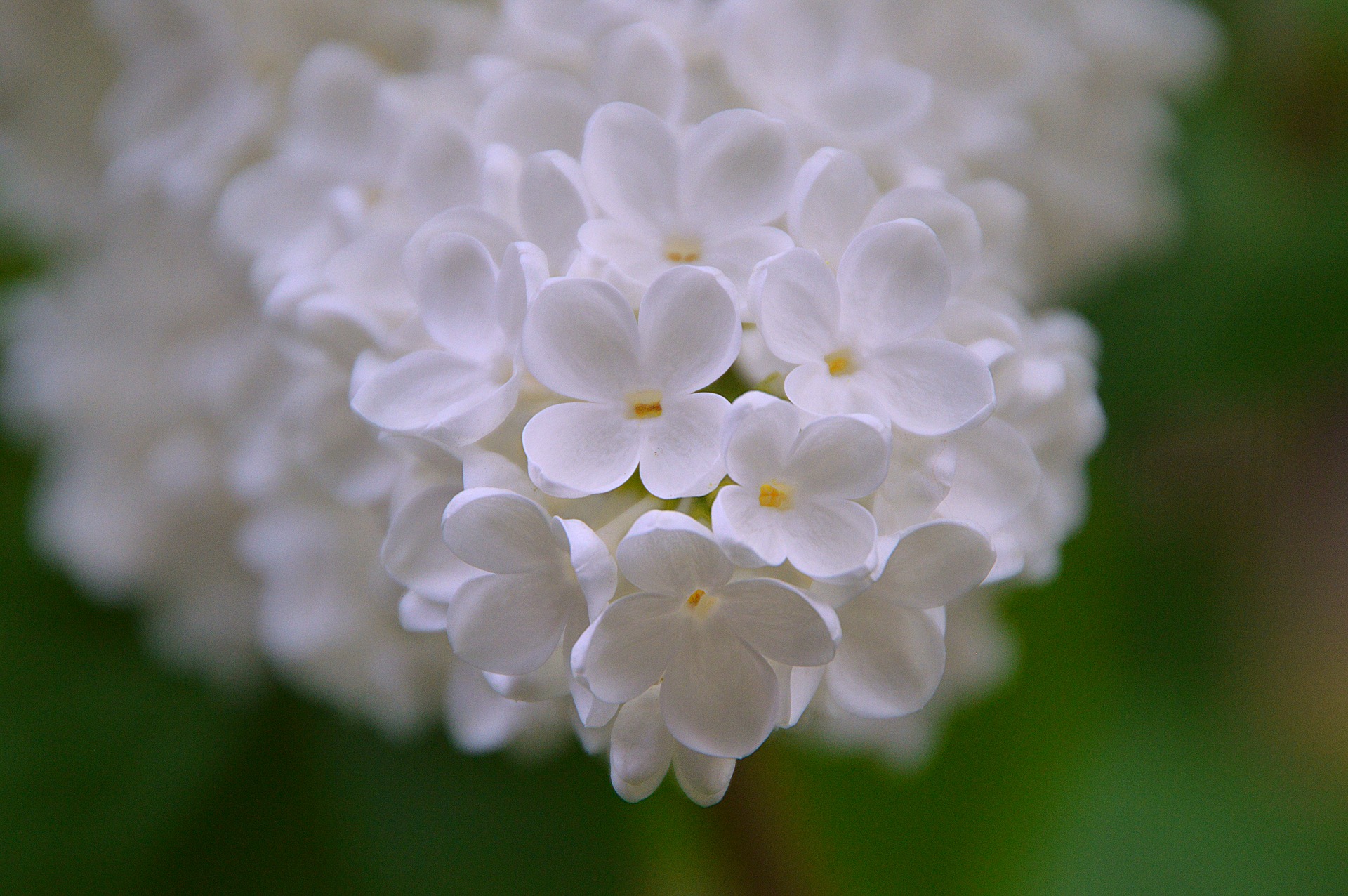 Białe kwiaty budlei