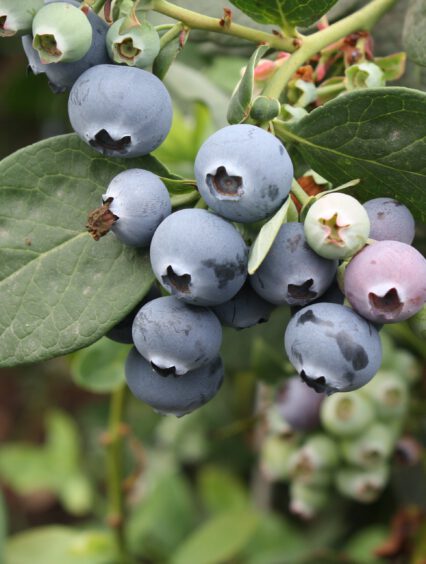 Borówka Bluecrop – sadzenie, uprawa, rozmnażanie, pielęgnacja