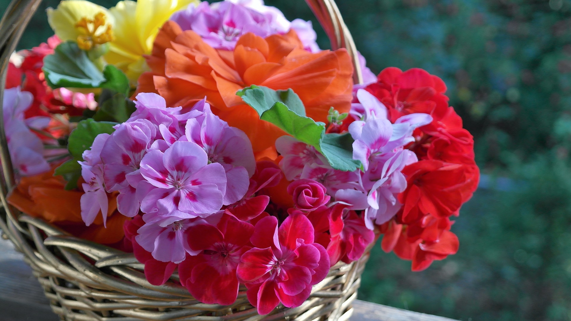 Kolorowe kwiaty bodziszka w wiklinowym koszyku