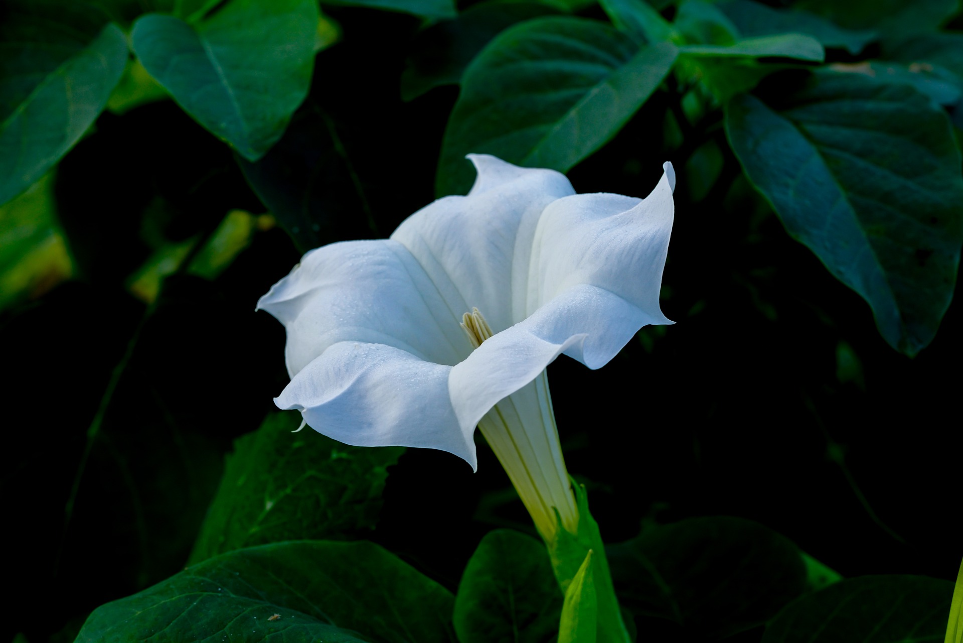Kwiat bieluna surmikwiata
