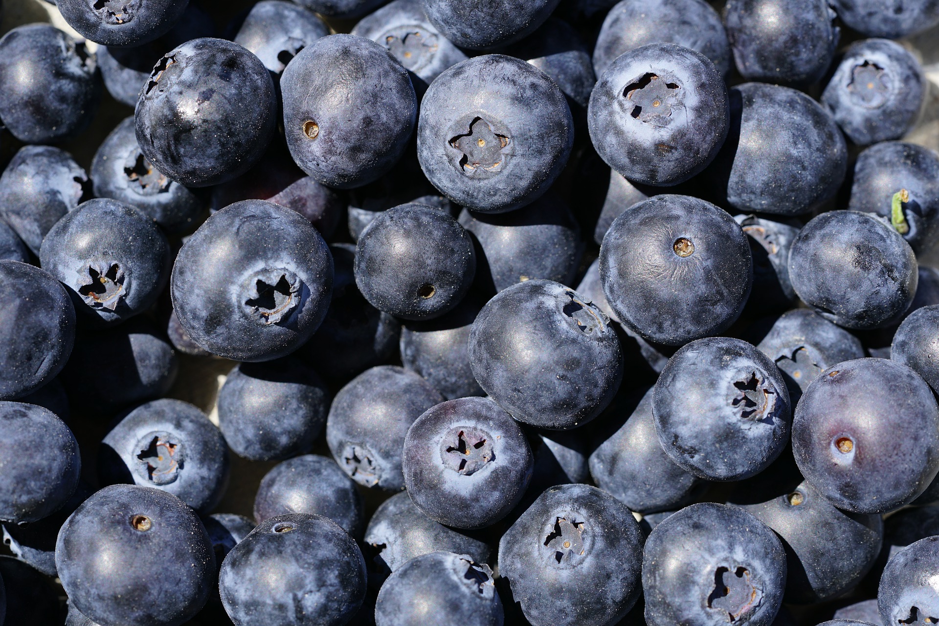 Owoce borówki bluecrop
