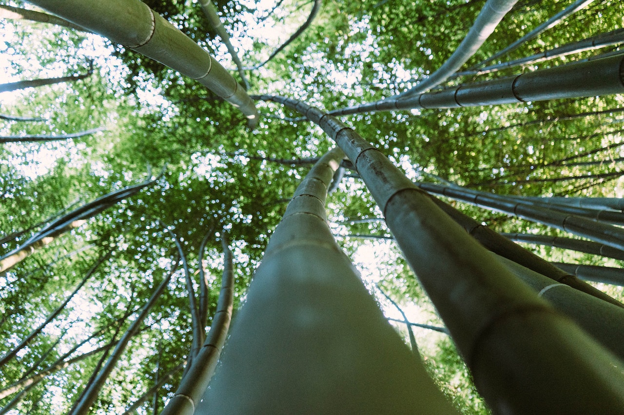 Bambus rosnący na dworze w dzikiej dżungli
