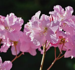 Rododendrony – odmiany i ceny