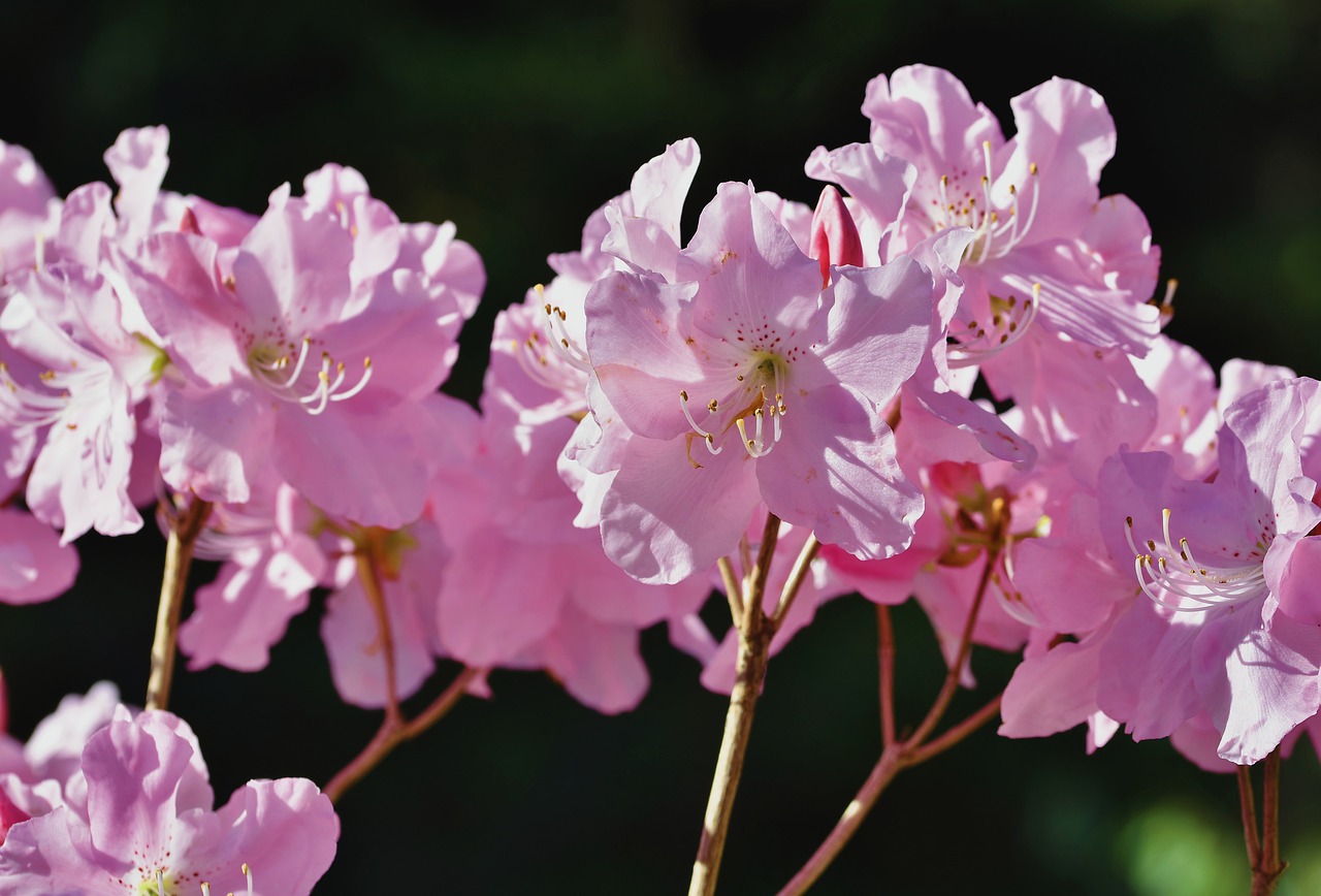 Rododendrony różowy