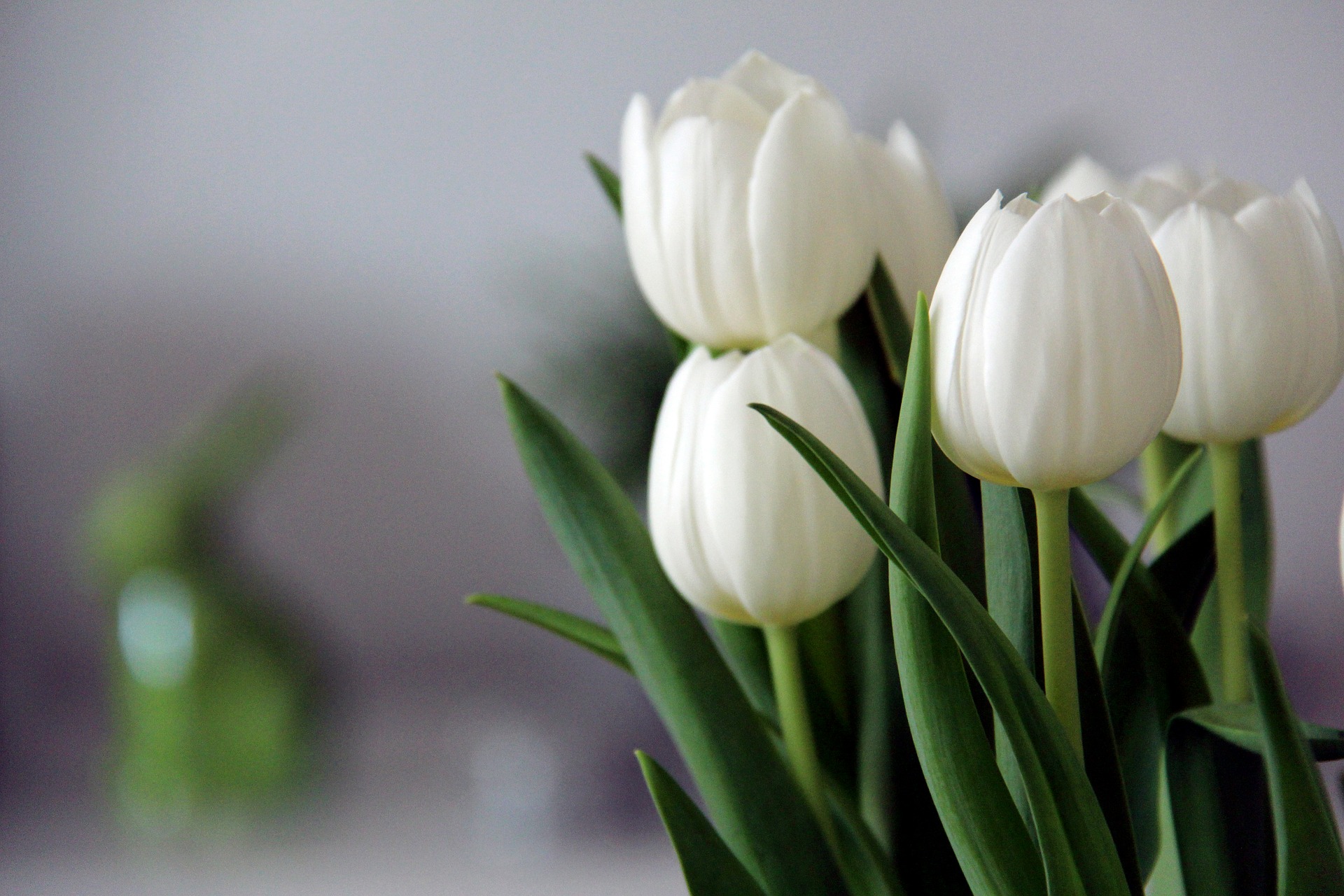 Białe tulipany w wazonie