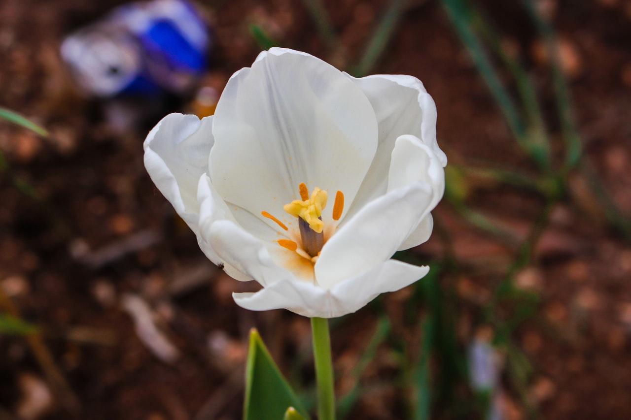 Biały tulipan w ogrodzie