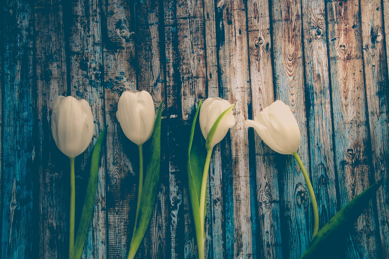 Białe tulipany na stole