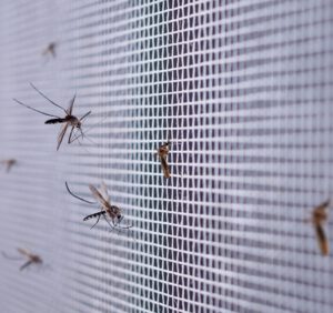 Czy moskitiery skutecznie chronią przed owadami?