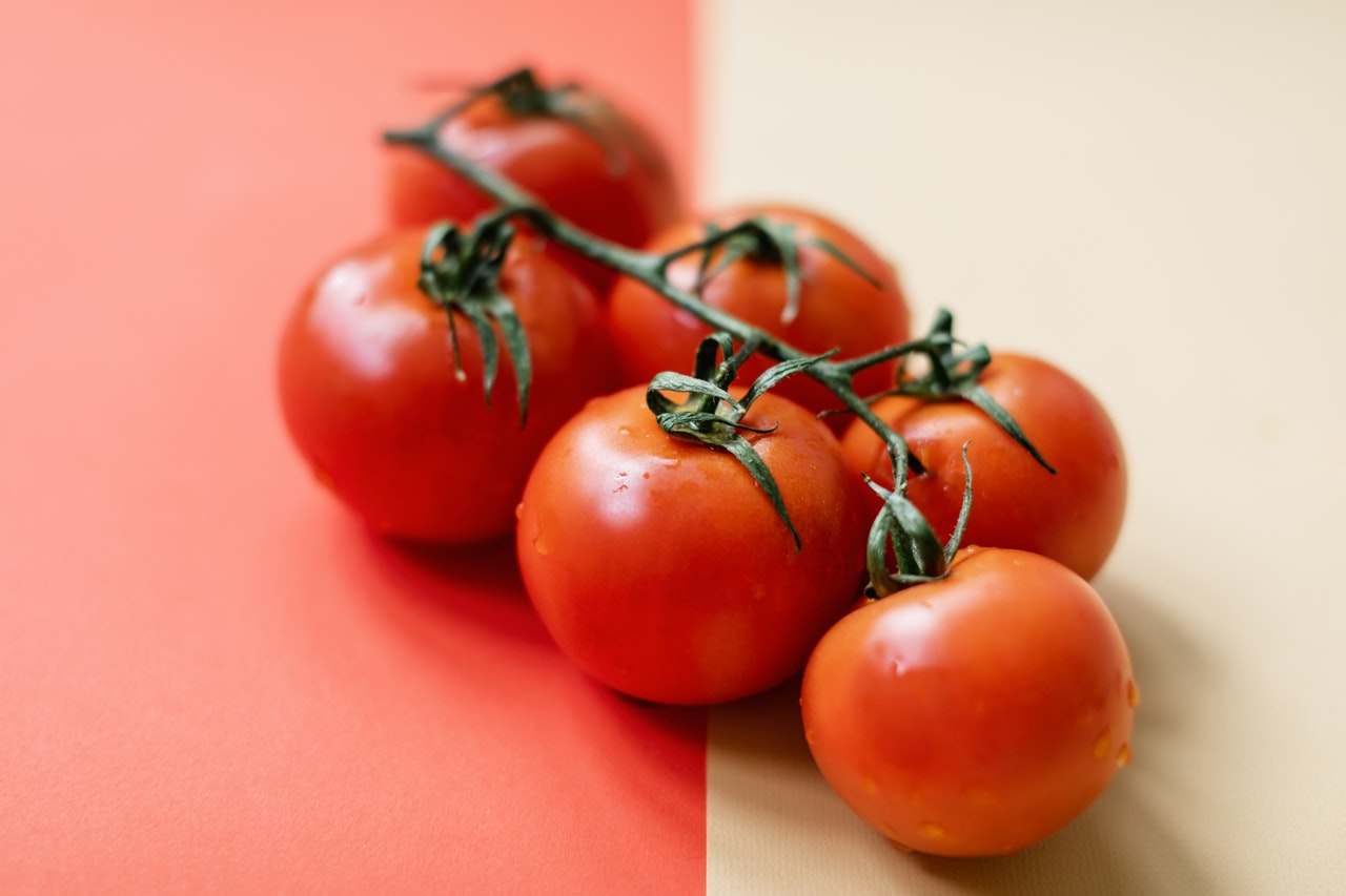 Pomidor to owoc czy warzywo? Gałązka pomidorów na stole