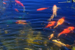 Złote rybki plywaja w czytym oczku wodnym w ogrodzie