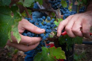 W jaki sposób uprawiać i pielęgnować winorośl