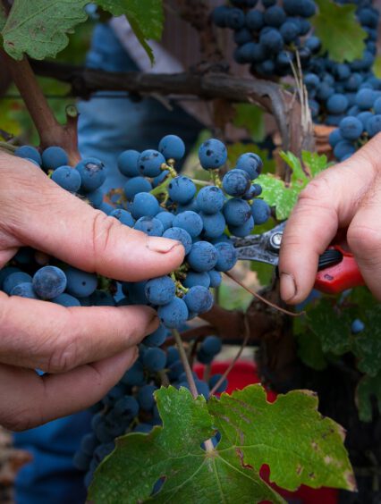 W jaki sposób uprawiać i pielęgnować winorośl