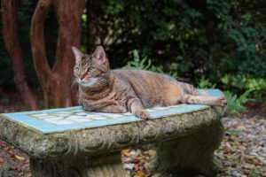 Odstraszenie kotów z ogrodu