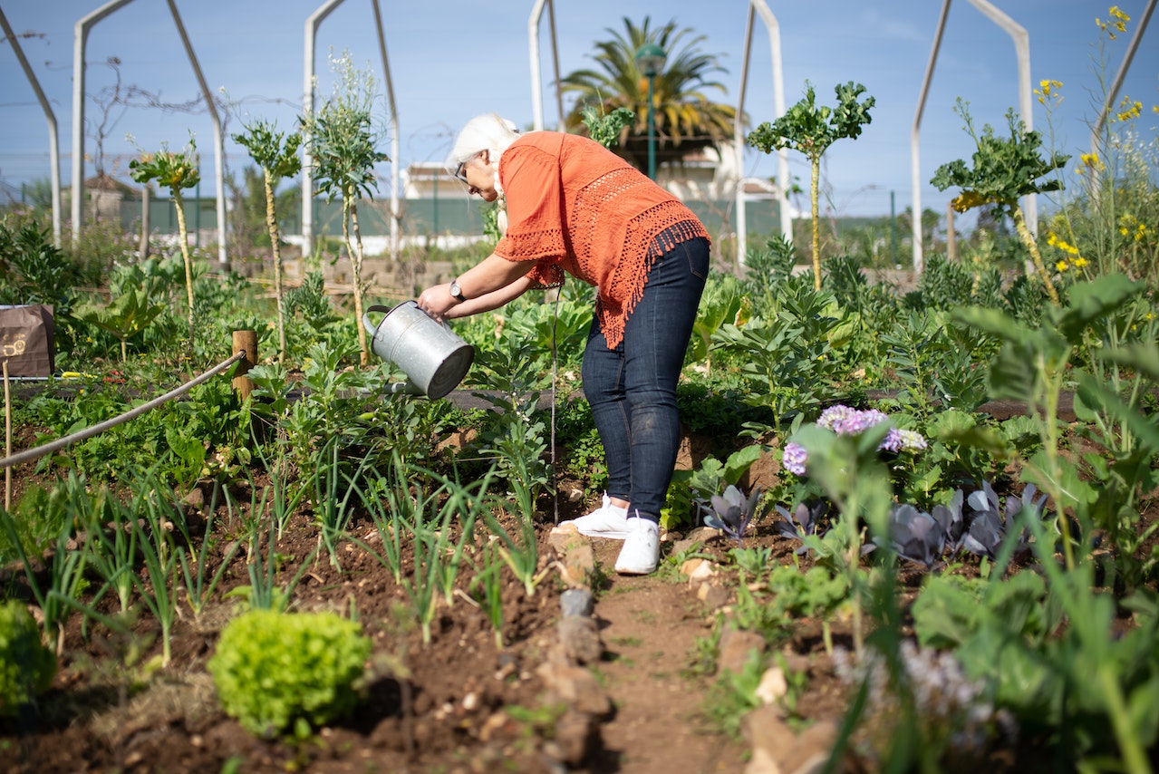 Kobieta podlewa warzywa w ogrodzie ze zbiornika na wode