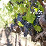 Uprawa winogron – jak robić to poprawnie?