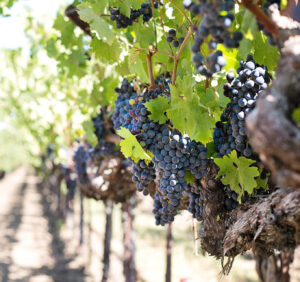 Uprawa winogron – jak robić to poprawnie?
