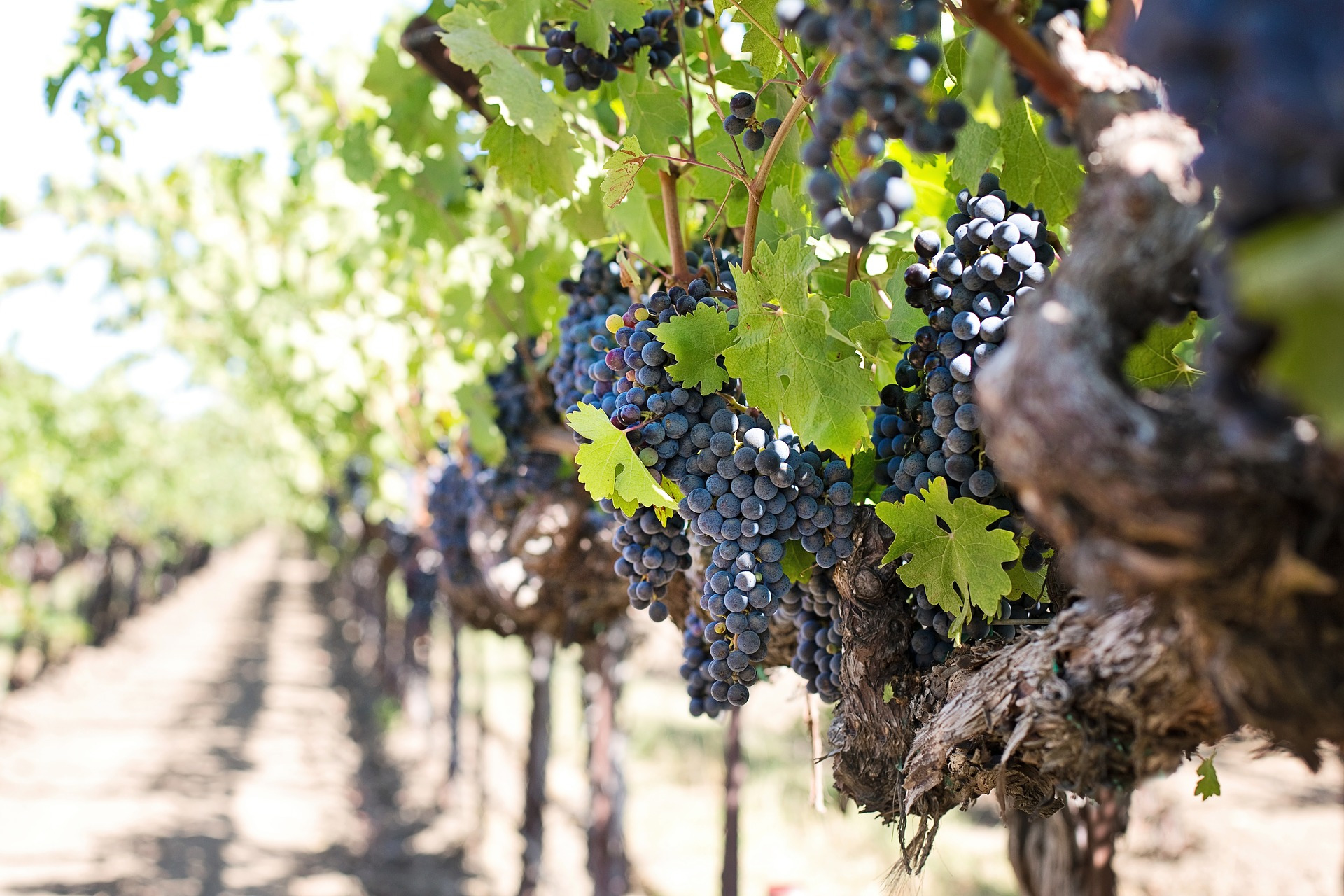 Uprawa i sadzenie winogron