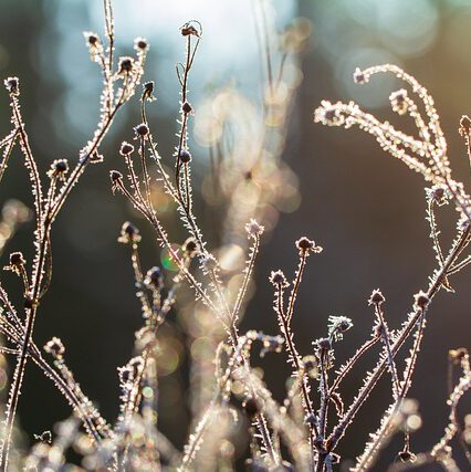 Rośliny odporne na zimę – po co się przemęczać?