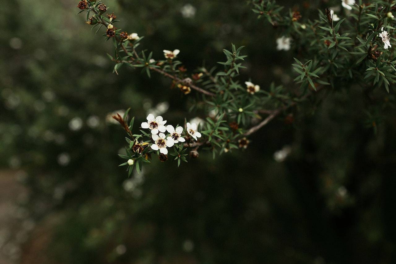 Krze manuta z białymi kwiatami rośnie w dużym ogrodzie