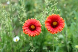 Gerbery doniczkowe - jak uprawiać i pielęgnować te kwiaty