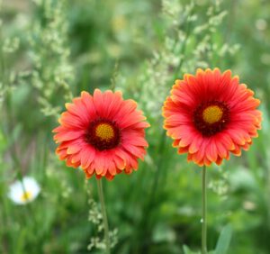 Gerbery doniczkowe – jak uprawiać i pielęgnować te kwiaty