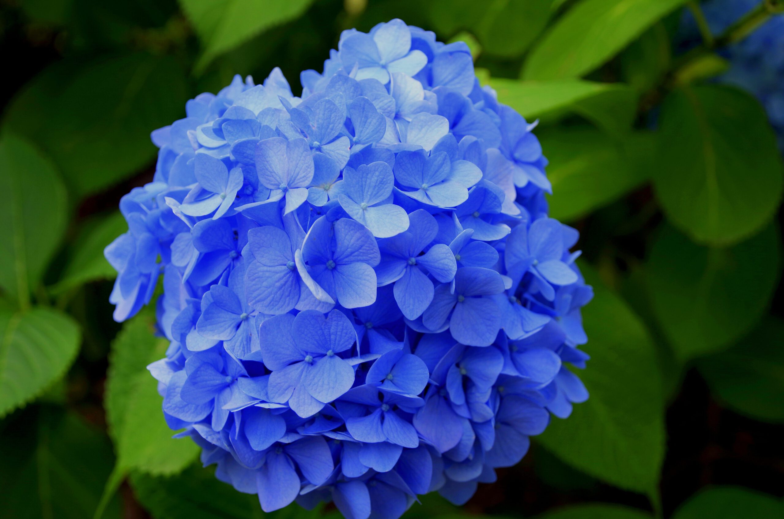 Niebieski kwiat hortensji