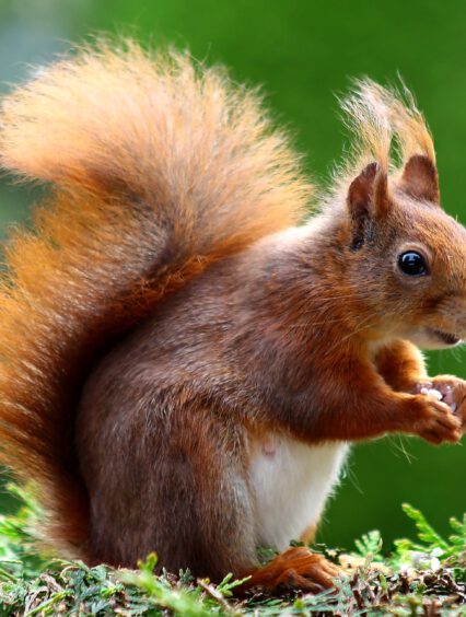 Czy wiewiórka w ogrodzie jest szkodnikiem, czy przyjacielem?