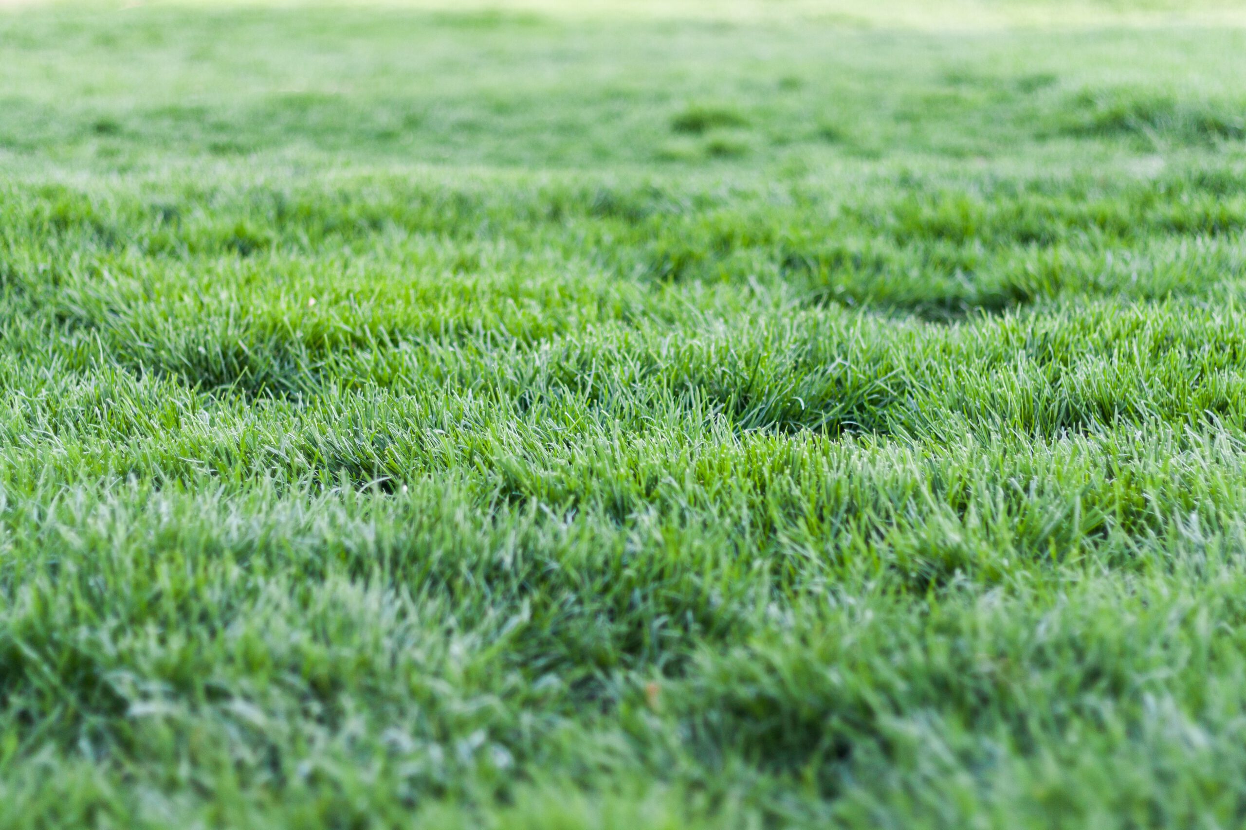 Zielony podlany trawnik