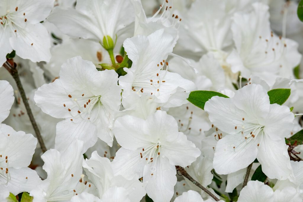 Białe kwiaty azalii