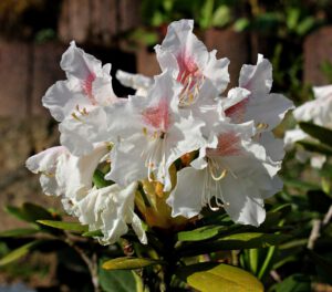 Rododendrony białe – poznaj najpiękniejsze odmiany tych krzewów