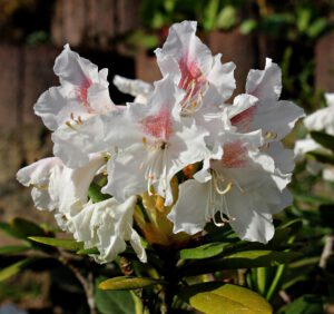 Rododendrony białe – poznaj najpiękniejsze odmiany tych krzewów